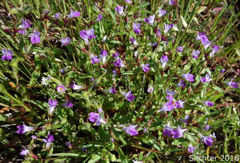 Few-flowered Blue-eyed Mary, Mrs. Bruce's Blue-eyed Mary, Spinster's Blue-eyed Mary: Collinsia sparsiflora var. bruceae (Synonyms: Collinsia bruceae, Collinsia sparsiflora var. bruciae)