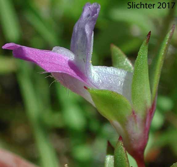 Flower of Few-flowered Blue-eyed Mary, Mrs. Bruce's Blue-eyed Mary, Spinster's Blue-eyed Mary: Collinsia sparsiflora var. bruceae (Synonyms: Collinsia bruceae, Collinsia sparsiflora var. bruciae)