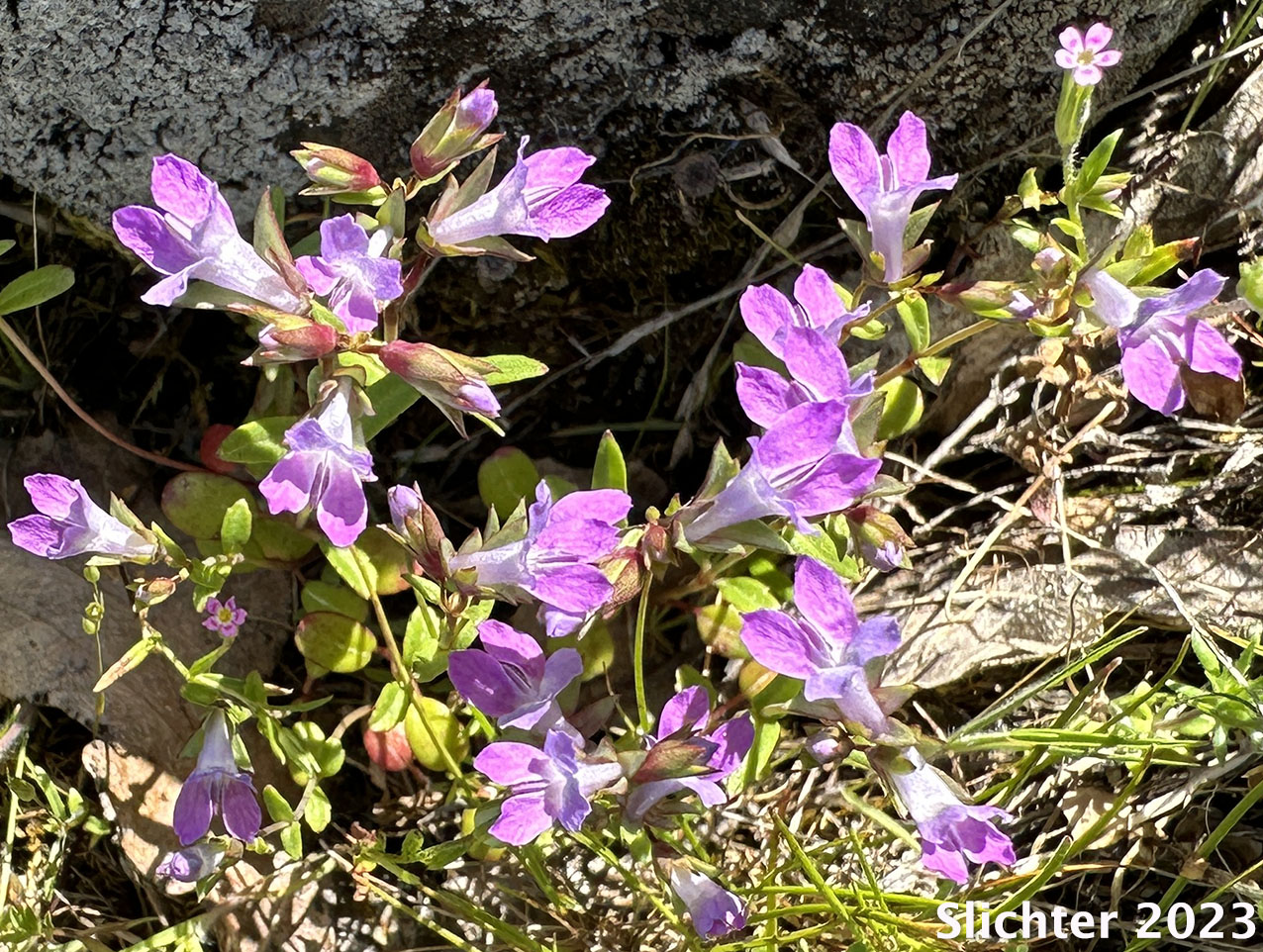 Few-flowered Blue-eyed Mary, Mrs. Bruce's Blue-eyed Mary, Spinster's Blue-eyed Mary: Collinsia sparsiflora var. bruceae (Synonyms: Collinsia bruceae, Collinsia sparsiflora var. bruciae)