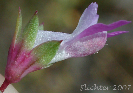 Close-up sideview of a flower of Few-flowered Blue-eyed Mary, Mrs. Bruce's Blue-eyed Mary, Spinster's Blue-eyed Mary: Collinsia sparsiflora var. bruceae (Synonyms: Collinsia bruceae, Collinsia sparsiflora var. bruciae)