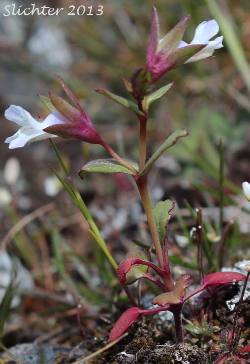 Few-flowered Blue-eyed Mary, Mrs. Bruce's Blue-eyed Mary, Spinster's Blue-eyed Mary: Collinsia sparsiflora var. bruceae (Synonyms: Collinsia bruceae, Collinsia sparsiflora var. bruciae)
