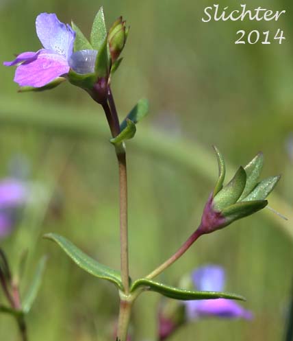Few-flowered Blue-eyed Mary, Mrs. Bruce's Blue-eyed Mary, Spinster's Blue-eyed Mary: Collinsia sparsiflora var. bruceae (Synonyms: Collinsia bruceae, Collinsia sparsiflora var. bruciae)