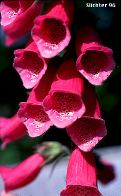 Foxglove, Purple Foxglove: Digitalis purpurea ssp. purpurea (Synonyms: Digitalis purpurea, Digitalis purpurea var. alba, Digitalis purpurea var. gloxiniiflora, Digitalis purpurea var. purpurea, Digitalis purpurea var. tomentosa)