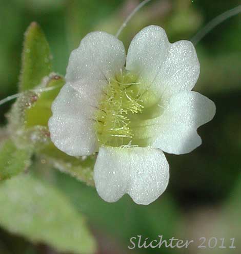 Close-up of frontal view of the flower of American Hedge-hyssop, Clammy Hedgehyssop, Common American Hedge-hyssop: Gratiola neglecta (Synonym: Gratiola neglecta var. glaberrima)