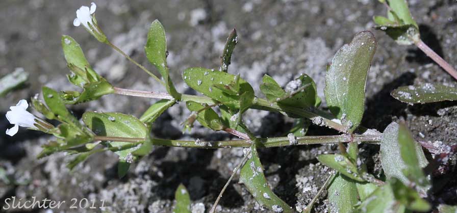 Common False Pimpernel, Yellowseed False Pimpernel: Lindernia dubia var. dubia (Synonyms: Gratiola dubia, Ilysanthes attenuata, Ilysanthes dubia, Lindernia dubia var. dubia, Lindernia dubia var. inundata, Lindernia dubia var. major, Lindernia dubia var. riparia, Lindernia dubia var. typica, Lindernia procumbens, Lindernia pyxidaria)