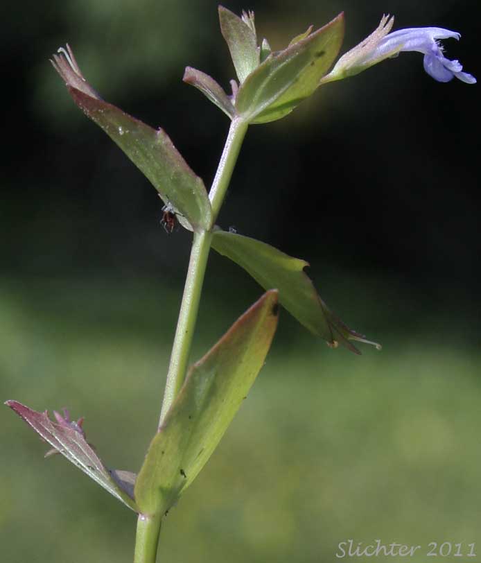 Flower and upper stem leaves of Common False Pimpernel, Yellowseed False Pimpernel: Lindernia dubia var. dubia (Synonyms: Gratiola dubia, Ilysanthes attenuata, Ilysanthes dubia, Lindernia dubia var. dubia, Lindernia dubia var. inundata, Lindernia dubia var. major, Lindernia dubia var. riparia, Lindernia dubia var. typica, Lindernia procumbens, Lindernia pyxidaria)