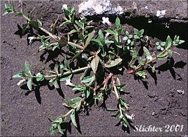 Common False Pimpernel, False Pimpernel,Yellowseed False Pimpernel: Lindernia dubia (Synonyms: Lindernia dubia var. dubia, Lindernia anagallidea var. anagallidea, Lindernia anagallidea, Lindernia dubia var. anagallidea, Lindernia dubia var. major)