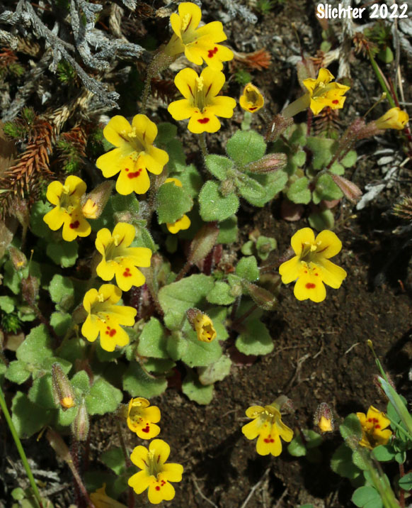 Chickweed Monkeyflower, Chickweed Monkey-flower, Chickweed Monkey Flower, Wingstem Monkeyflower, Wing-stem Monkey-flower: Erythranthe alsinoides (Synonyms: Mimulus alsinoides)