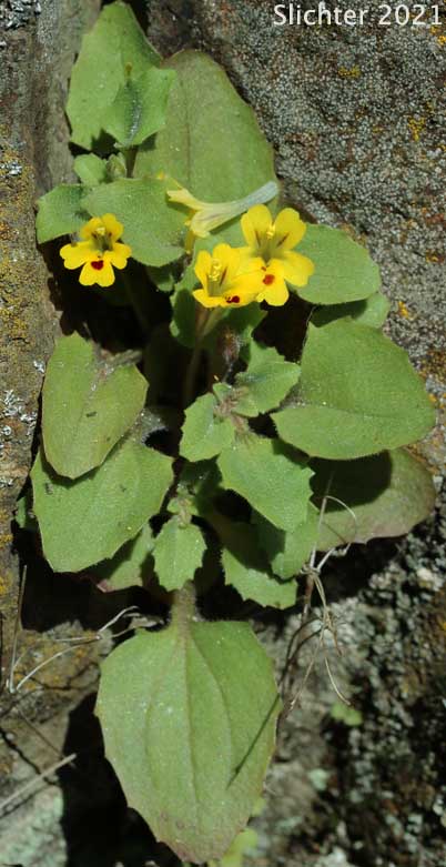 Chickweed Monkeyflower, Chickweed Monkey-flower, Chickweed Monkey Flower, Wingstem Monkeyflower, Wing-stem Monkey-flower: Erythranthe alsinoides (Synonyms: Mimulus alsinoides)