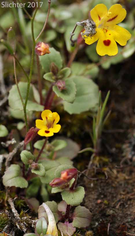 Chickweed Monkeyflower, Chickweed Monkey-flower, Chickweed Monkey Flower, Wingstem Monkeyflower, Wing-stem Monkey-flower: Erythranthe alsinoides (Synonyms: Mimulus alsinoides)