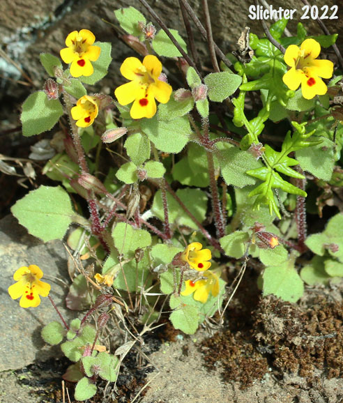 Chickweed Monkeyflower, Chickweed Monkey-flower, Chickweed Monkey Flower, Wingstem Monkeyflower, Wing-stem Monkey-flower: Erythranthe alsinoides (Synonyms: Mimulus alsinoides)