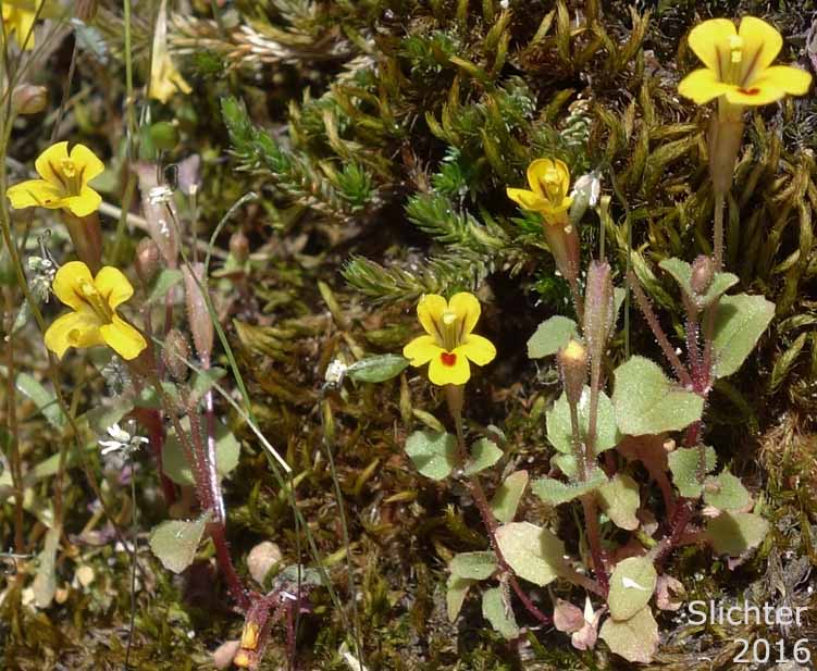 Chickweed Monkeyflower, Chickweed Monkey-flower, Chickweed Monkey Flower, Wingstem Monkeyflower, Wing-stem Monkey-flower: Erythranthe alsinoides (Synonyms: Mimulus alsinoides)