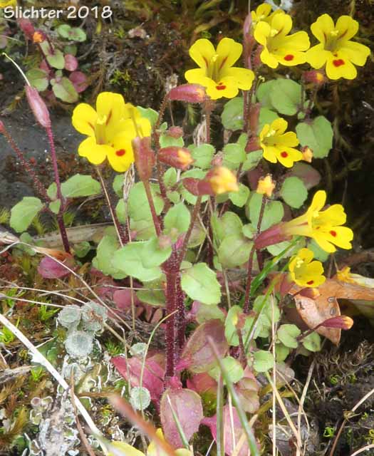 Chickweed Monkeyflower, Chickweed Monkey-flower, Chickweed Monkey Flower, Wingstem Monkeyflower, Wing-stem Monkey-flower: Erythranthe alsinoides (Synonyms: Mimulus alsinoides)