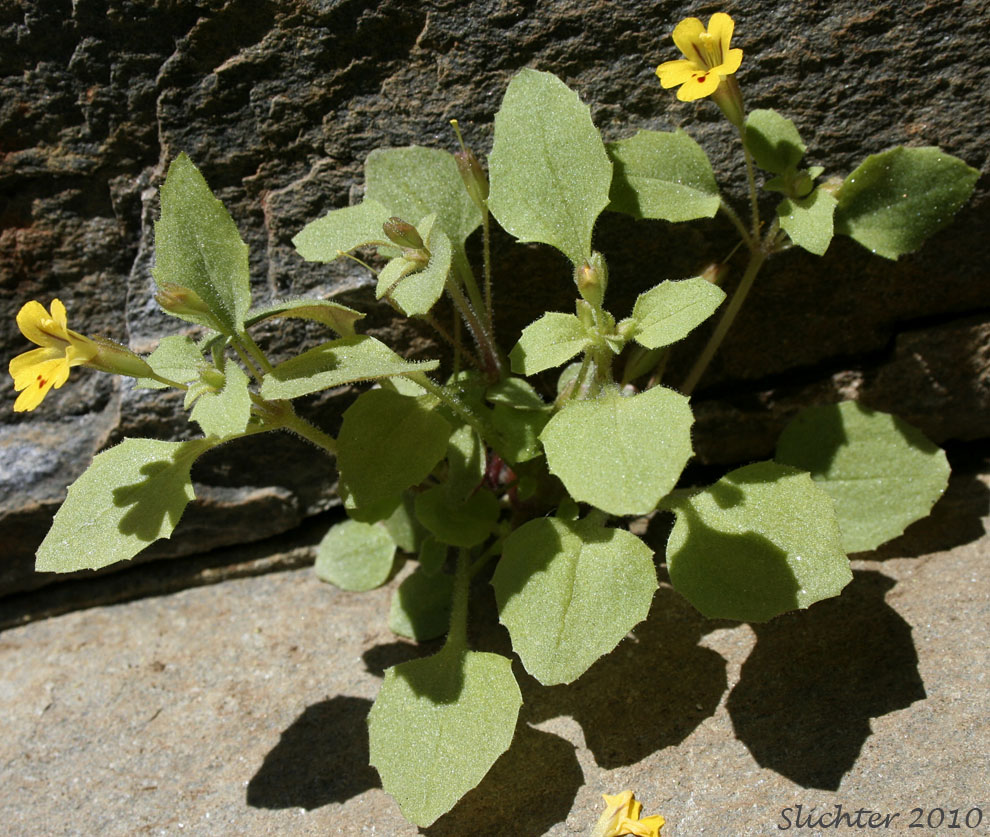 >Chickweed Monkeyflower, Chickweed Monkey-flower, Chickweed Monkey Flower, Wing-stem Monkey-flower: Mimulus alsinoides