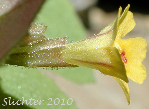View down onto the upper calyx and corolla of >Chickweed Monkeyflower, Chickweed Monkey-flower, Chickweed Monkey Flower, Wing-stem Monkey-flower: Mimulus alsinoides