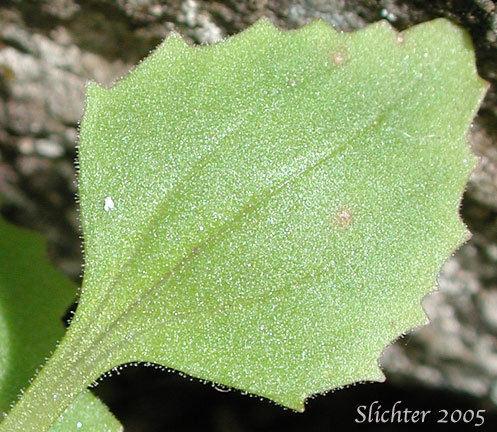 Leaf of >Chickweed Monkeyflower, Chickweed Monkey-flower, Chickweed Monkey Flower, Wing-stem Monkey-flower: Mimulus alsinoides