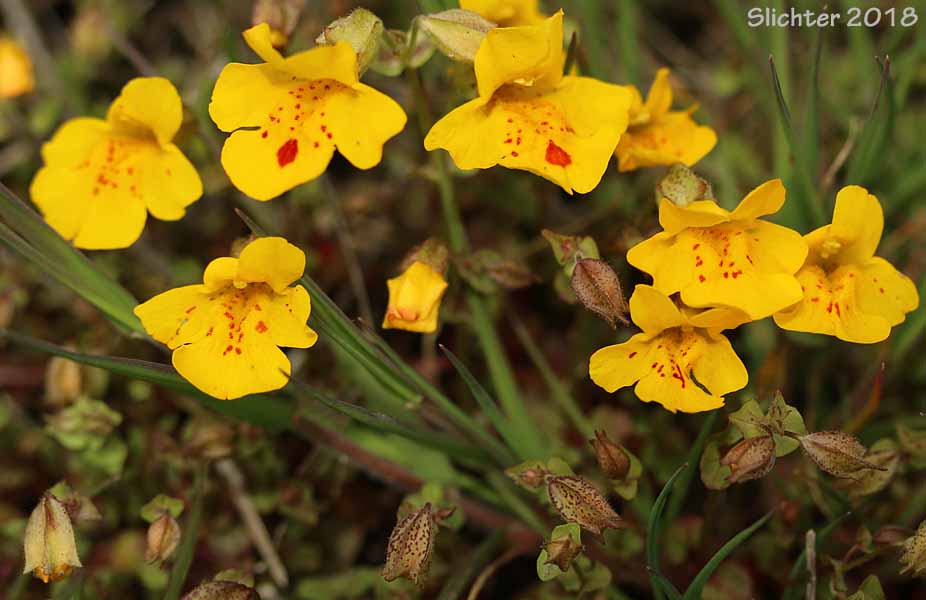 Common Monkeyflower, Common Monkey Flower, Seep Monkeyflower, Seep Monkey-flower: Erythranthe guttata (Synonyms: Mimulus guttatus, Mimulus guttatus var. guttatus, Mimulus guttatus var. lyratus, Mimulus guttatus var. puberulus, Mimulus lyratus)