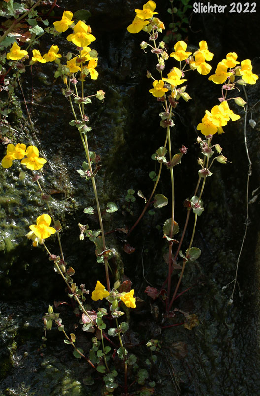 Common Monkeyflower, Common Monkey Flower, Seep Monkeyflower, Seep Monkey-flower: Erythranthe guttata (Synonyms: Mimulus guttatus, Mimulus guttatus var. guttatus, Mimulus guttatus var. lyratus, Mimulus guttatus var. puberulus, Mimulus lyratus)