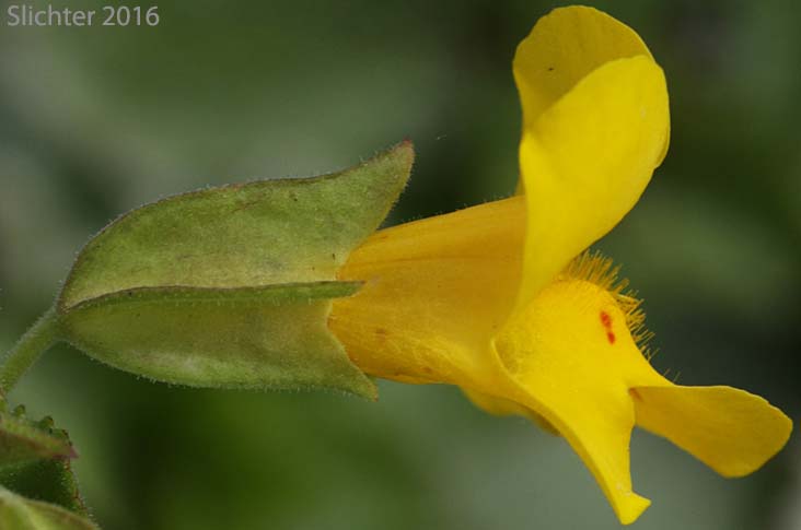 Common Monkeyflower, Common Monkey Flower, Seep Monkeyflower, Seep Monkey-flower: Erythranthe guttata (Synonyms: Mimulus guttatus, Mimulus guttatus var. guttatus, Mimulus guttatus var. lyratus, Mimulus guttatus var. puberulus, Mimulus lyratus)