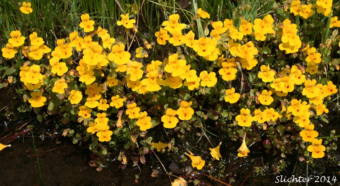 Common Monkeyflower, Common Monkey Flower, Seep Monkeyflower, Seep Monkey-flower: Erythranthe guttata (Synonyms: Mimulus guttatus, Mimulus guttatus var. guttatus, Mimulus guttatus var. lyratus, Mimulus guttatus var. puberulus, Mimulus lyratus)