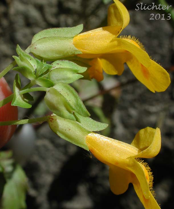 Close-up sideview of the inflorescence of Common Monkeyflower, Common Monkey Flower, Seep Monkeyflower, Seep Monkey-flower: Erythranthe guttata (Synonyms: Mimulus guttatus, Mimulus guttatus var. guttatus, Mimulus guttatus var. lyratus, Mimulus guttatus var. puberulus, Mimulus lyratus)