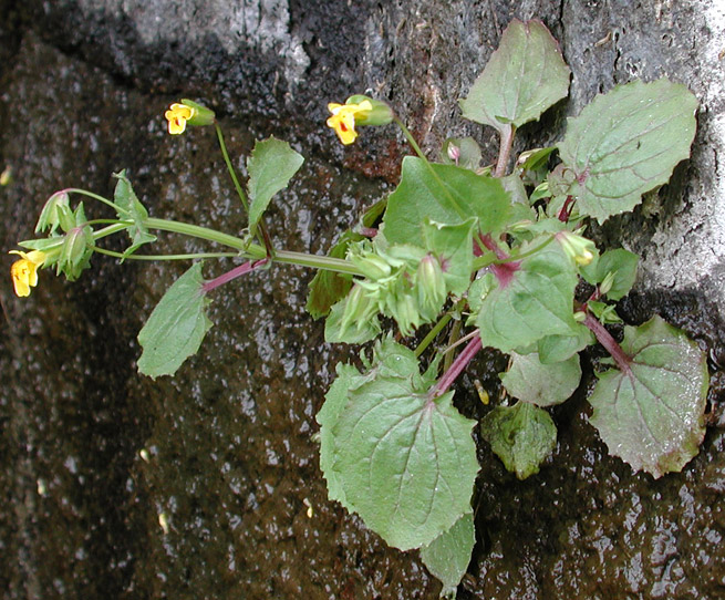 Common Monkeyflower, Common Monkey Flower, Seep Monkeyflower, Seep Monkey-flower: Erythranthe guttata (Synonyms: Mimulus guttatus, Mimulus guttatus var. guttatus, Mimulus guttatus var. lyratus, Mimulus guttatus var. puberulus, Mimulus lyratus)