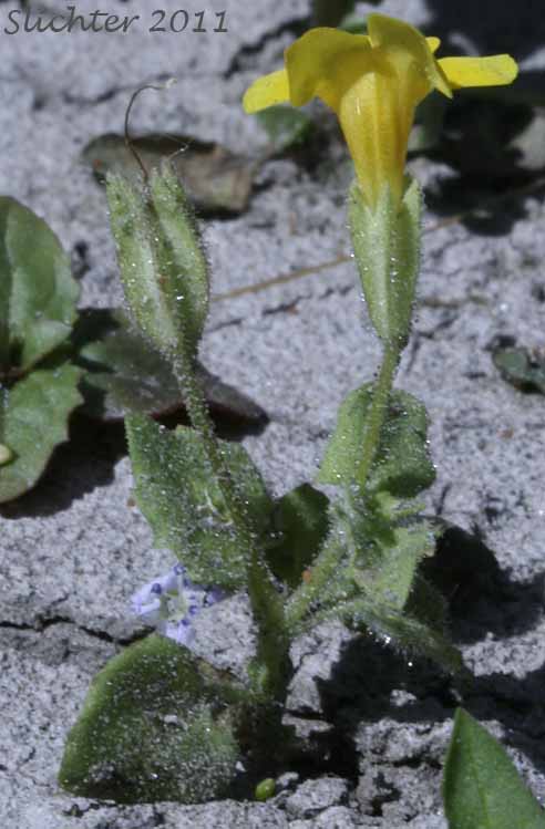 Columbia Monkey Flower, Jungermann's Monkeyflower, Liverwort Monkeyflower, Liverwort Monkey-flower: Erythranthe jungermannioides (Synonym: Mimulus jungermannioides)