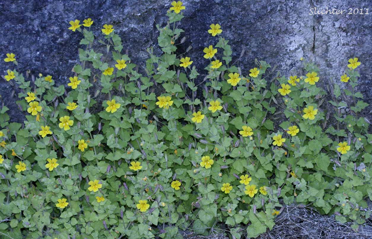Columbia Monkey Flower, Jungermann's Monkeyflower, Liverwort Monkeyflower, Liverwort Monkey-flower: Erythranthe jungermannioides (Synonym: Mimulus jungermannioides)