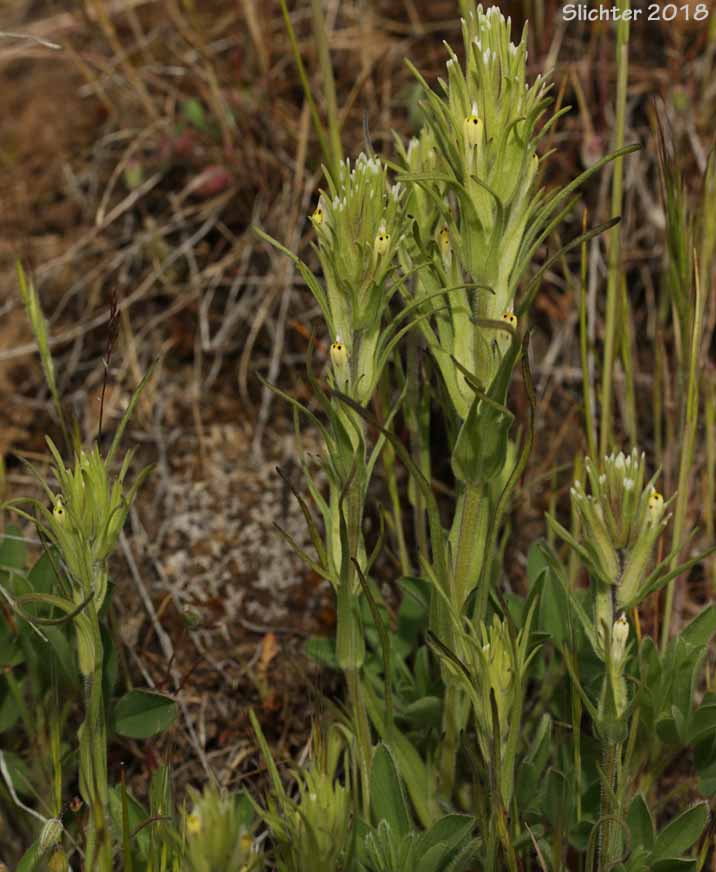 Attenuate Indian Paintbrush, Narrowleaf Paintbrush, Narrow-leaf Owl-clover, Valley Tassels, Valley-tassels: Castilleja attenuata (Synonym: Orthocarpus attenuatus)