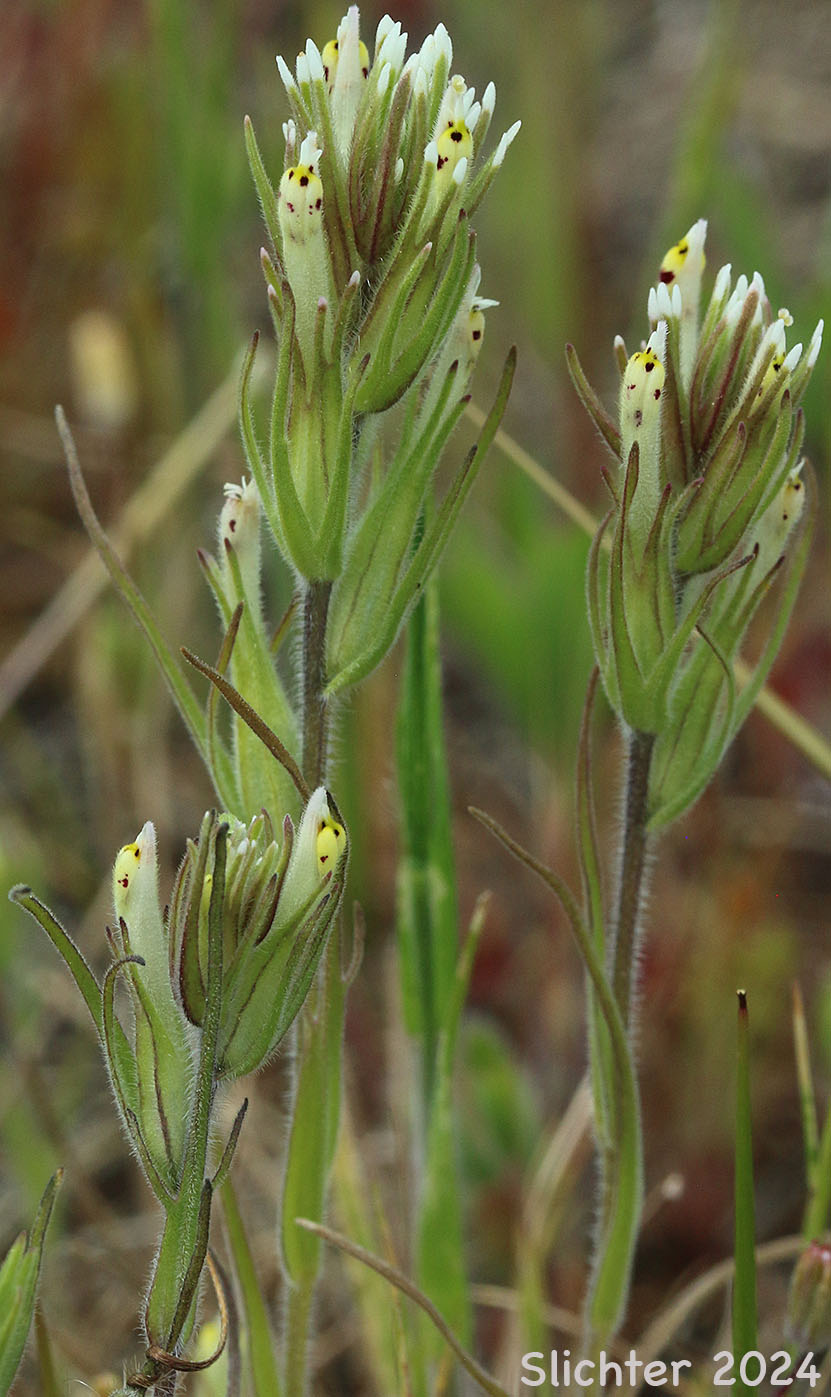 Attenuate Indian Paintbrush, Narrowleaf Paintbrush, Narrow-leaf Owl-clover, Valley Tassels, Valley-tassels: Castilleja attenuata (Synonym: Orthocarpus attenuatus)