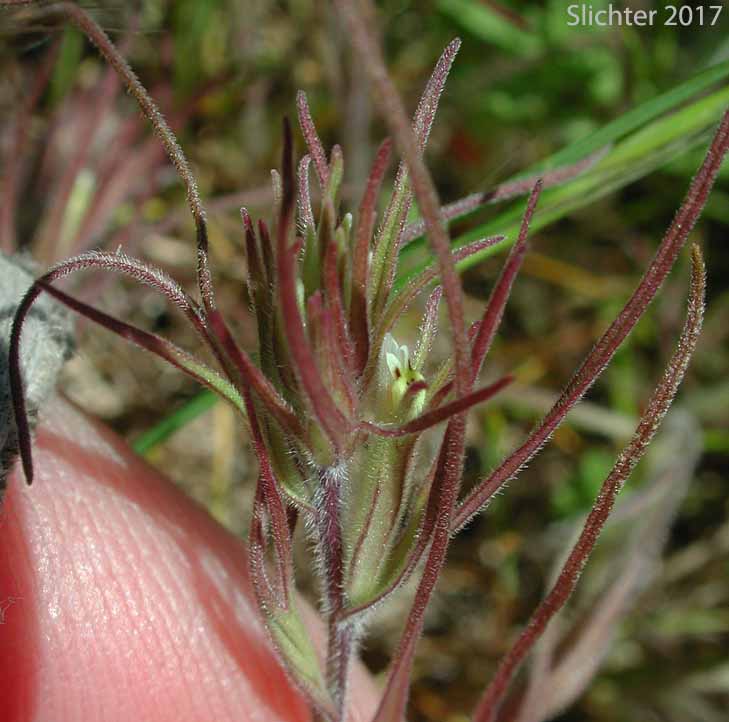 Dwarf Owl-clover, Dwarf Owl's-clover, Native Owl-clover: Triphysaria pusilla (Synonyms: Orthocarpus pusillus, Orthocarpus pusillus var. densiuscuus)