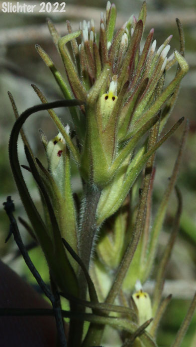 Attenuate Indian Paintbrush, Narrowleaf Paintbrush, Narrow-leaf Owl-clover, Valley Tassels, Valley-tassels: Castilleja attenuata (Synonym: Orthocarpus attenuatus)