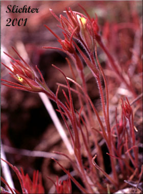 Dwarf Owl-clover, Dwarf Owl's-clover: Triphysaria pusilla (Synonyms: Orthocarpus pusillus, Orthocarpus pusillus var. densiuscuus)