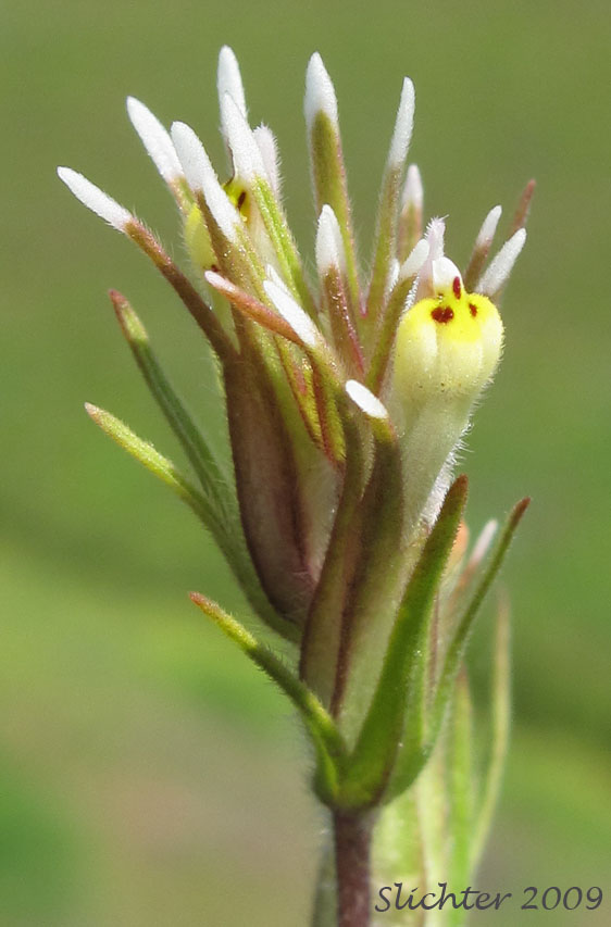 Inflorescence of Attenuate Indian Paintbrush, Narrowleaf Paintbrush, Narrow-leaf Owl-clover, Valley Tassels, Valley-tassels: Castilleja attenuata (Synonym: Orthocarpus attenuatus)