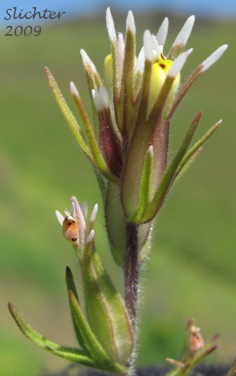 Narrow-leaf Owl-clover, Attenuate Paintbrush: Castilleja attenuata (Synonym: Orthocarpus attenuatus)