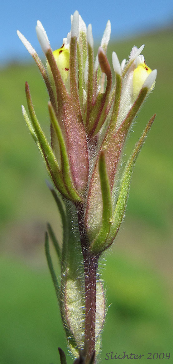 Inflorescence of Attenuate Indian Paintbrush, Narrowleaf Paintbrush, Narrow-leaf Owl-clover, Valley Tassels, Valley-tassels: Castilleja attenuata (Synonym: Orthocarpus attenuatus)