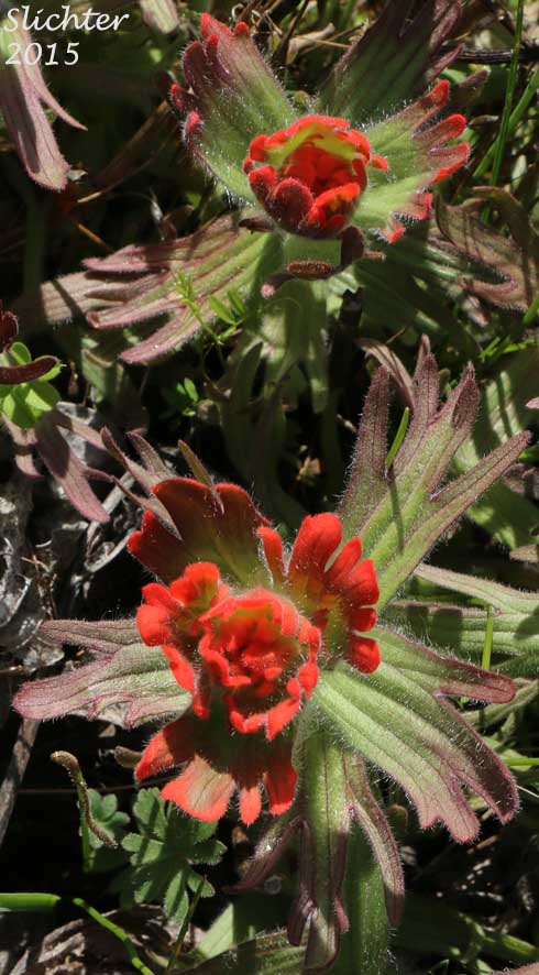 Harsh Paintbrush: Castilleja hispida var. acuta (Synonyms: Castilleja hispida ssp. acuta, Castilleja taedifera)