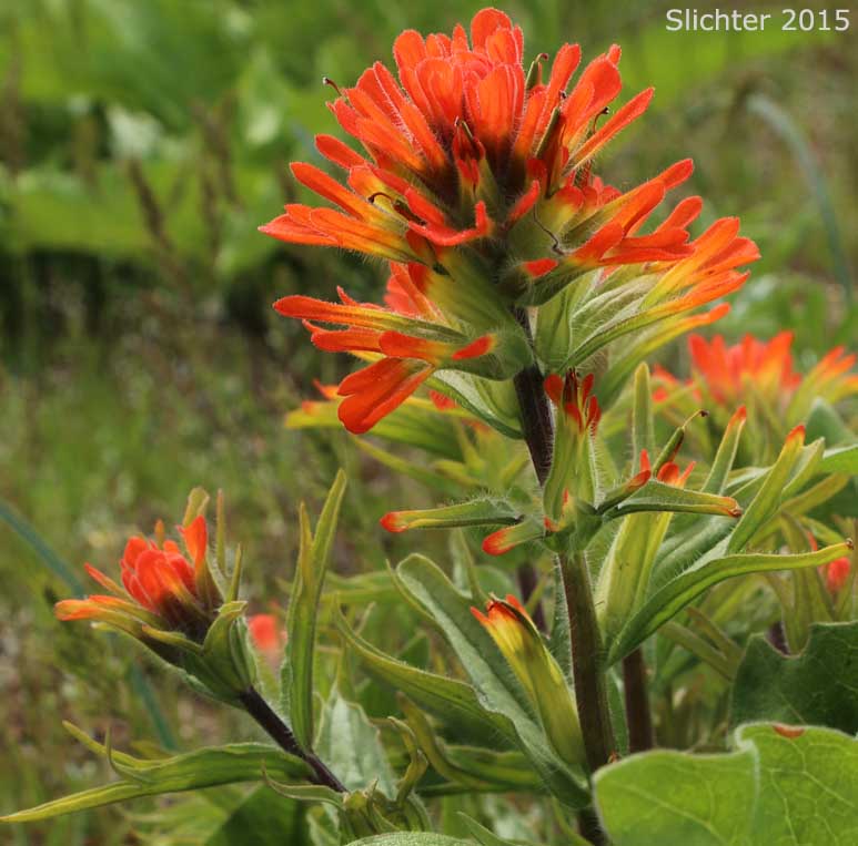 Harsh Paintbrush: Castilleja hispida var. acuta (Synonyms: Castilleja hispida ssp. acuta, Castilleja taedifera)