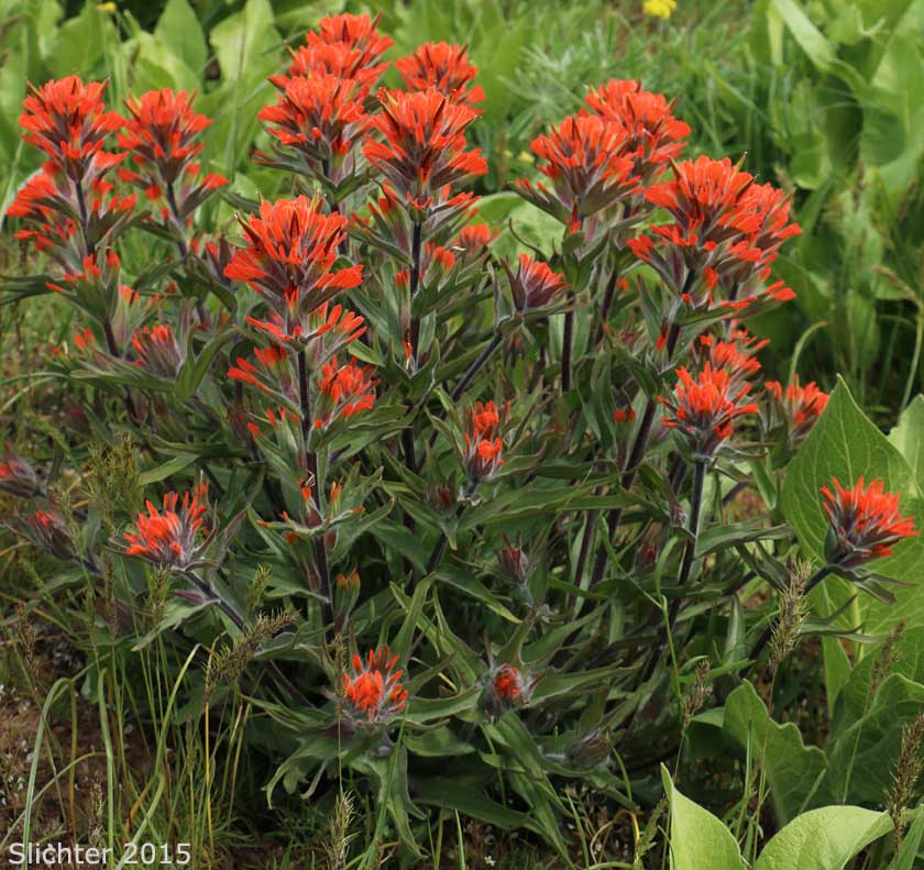 Harsh Paintbrush: Castilleja hispida var. acuta (Synonyms: Castilleja hispida ssp. acuta, Castilleja taedifera)