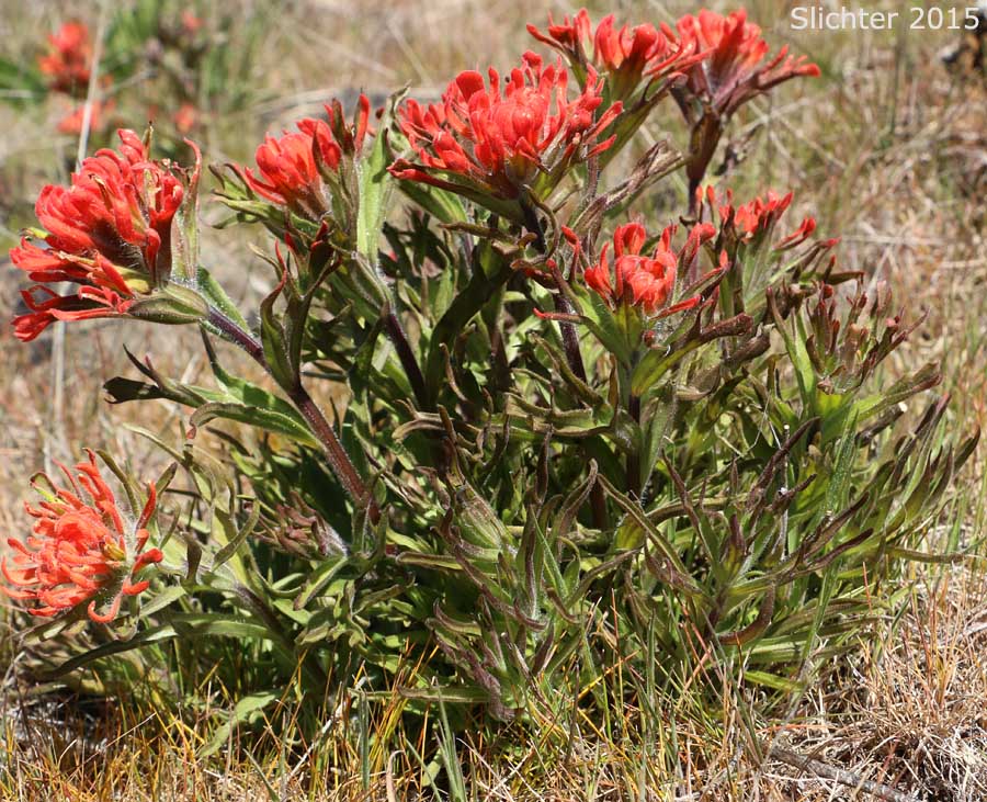 Harsh Paintbrush: Castilleja hispida var. acuta (Synonyms: Castilleja hispida ssp. acuta, Castilleja taedifera)