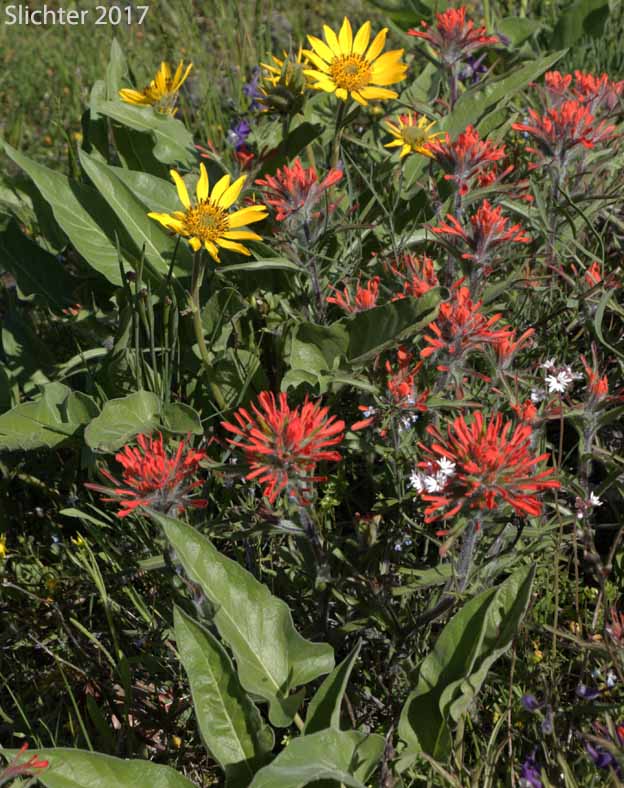 Harsh Paintbrush: Castilleja hispida var. acuta (Synonyms: Castilleja hispida ssp. acuta, Castilleja taedifera)
