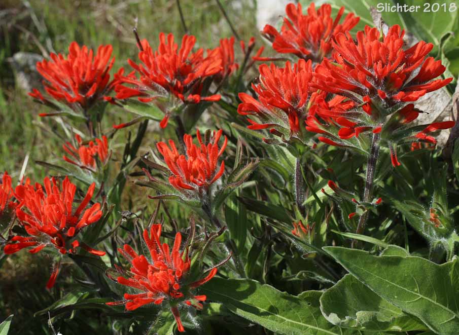 Harsh Paintbrush: Castilleja hispida var. acuta (Synonyms: Castilleja hispida ssp. acuta, Castilleja taedifera)