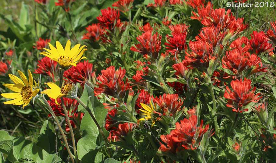 Harsh Paintbrush: Castilleja hispida var. acuta (Synonyms: Castilleja hispida ssp. acuta, Castilleja taedifera)
