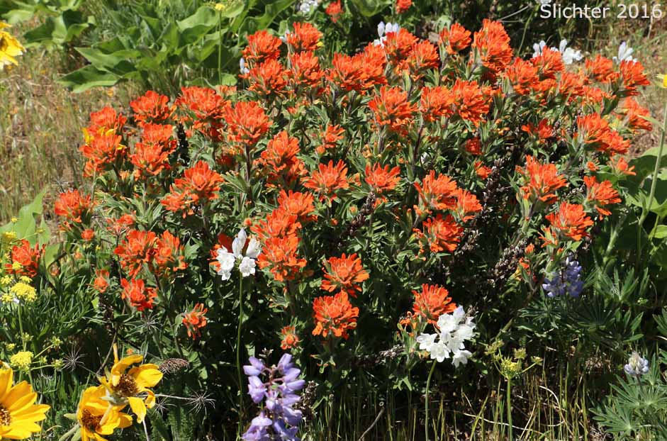 Harsh Paintbrush: Castilleja hispida var. acuta (Synonyms: Castilleja hispida ssp. acuta, Castilleja taedifera)