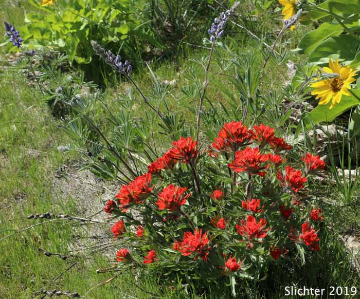 Harsh Paintbrush: Castilleja hispida var. acuta (Synonyms: Castilleja hispida ssp. acuta, Castilleja taedifera)
