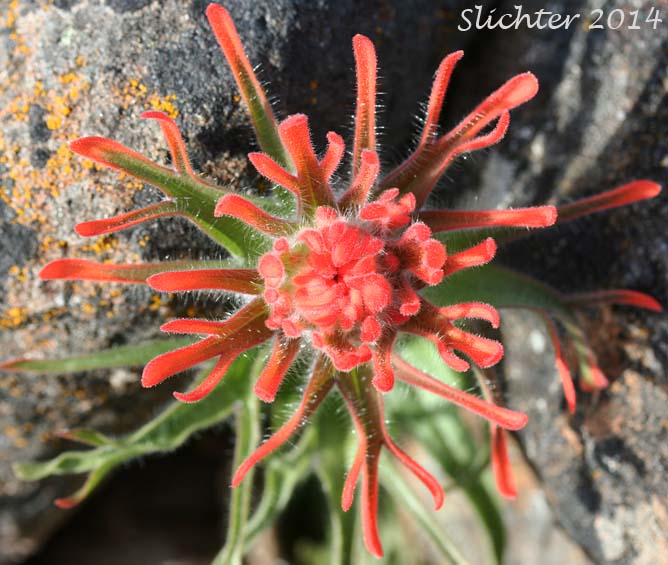 Harsh Paintbrush: Castilleja hispida var. acuta (Synonyms: Castilleja hispida ssp. acuta, Castilleja taedifera)