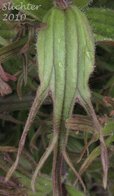 Stem leaf of Harsh Paintbrush: Castilleja hispida var. acuta (Synonyms: Castilleja hispida ssp. acuta, Castilleja taedifera)