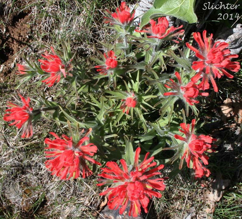 Harsh Paintbrush: Castilleja hispida var. acuta