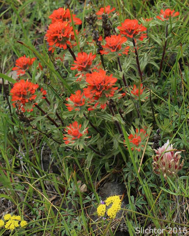 Harsh Paintbrush: Castilleja hispida var. acuta (Synonyms: Castilleja hispida ssp. acuta, Castilleja taedifera)