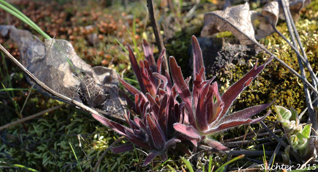 Harsh Paintbrush, Harsh Indian Paintbrush: Castilleja hispida var. hispida (Synonyms: Castilleja angustifolia var. abbreviata, Castilleja angustifolia var. hispida, Castilleja hispida ssp. abbreviata, Castilleja hispida ssp. hispida)